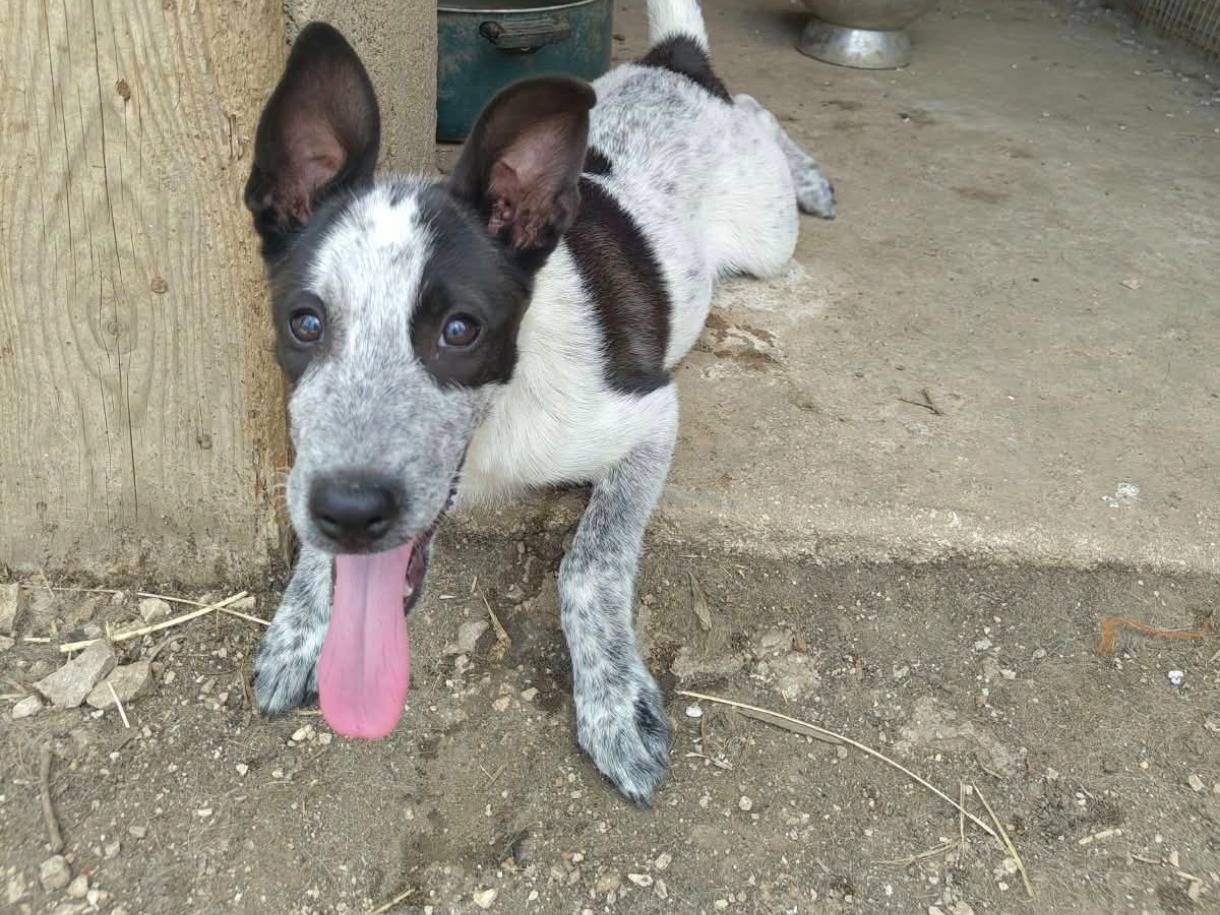 Adozione cane, femmina, Razza sconosciuta Razza sconosciuta, 4 mesi, taglia media, Milano