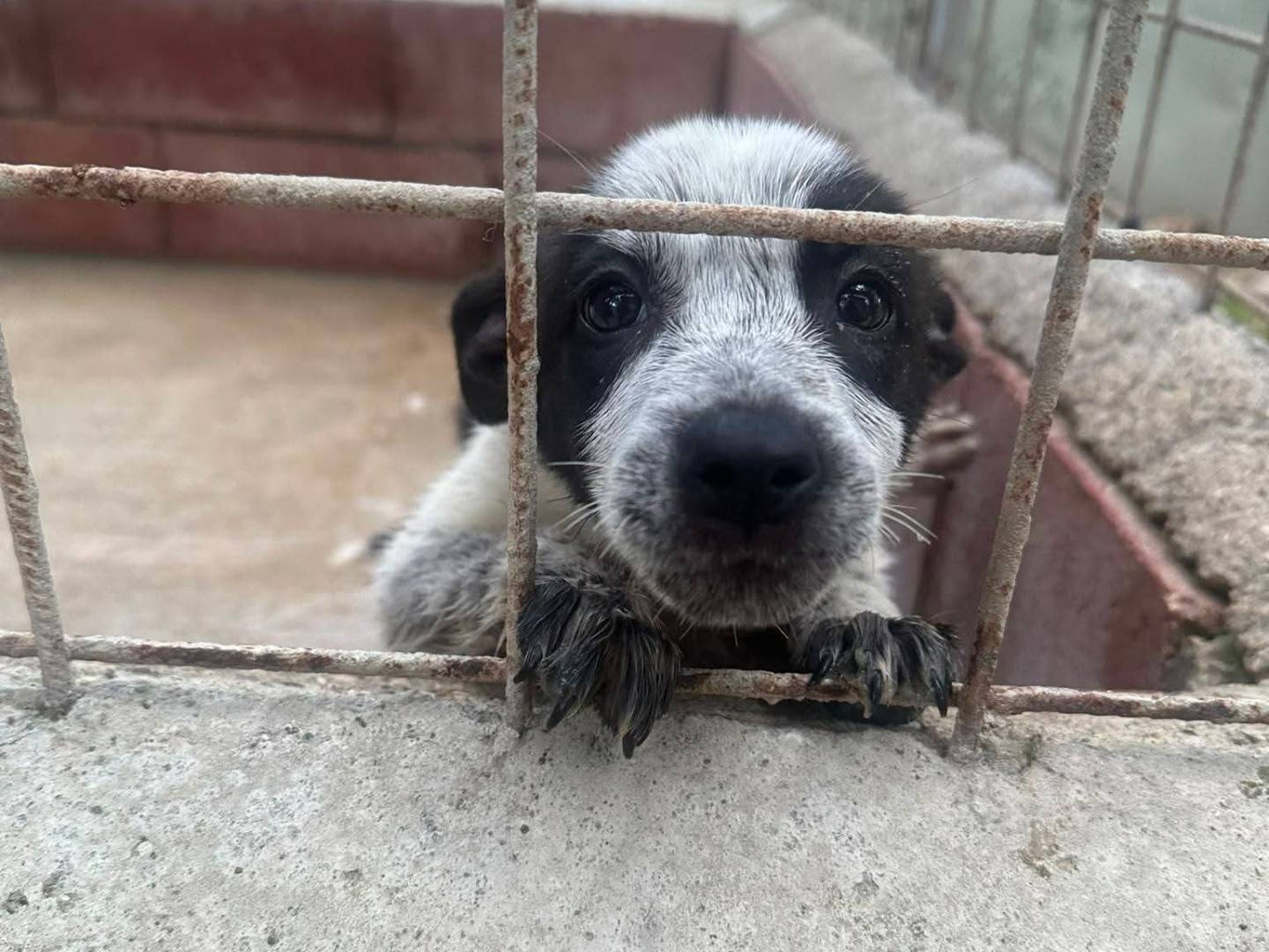 Adotta un cane, femmina, 4 mesi, Milano