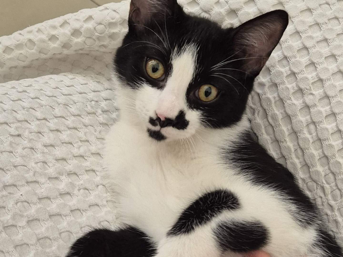 Adozione gatto, femmina, Razza sconosciuta Razza sconosciuta, 5 mesi, taglia non valida, Caltanissetta