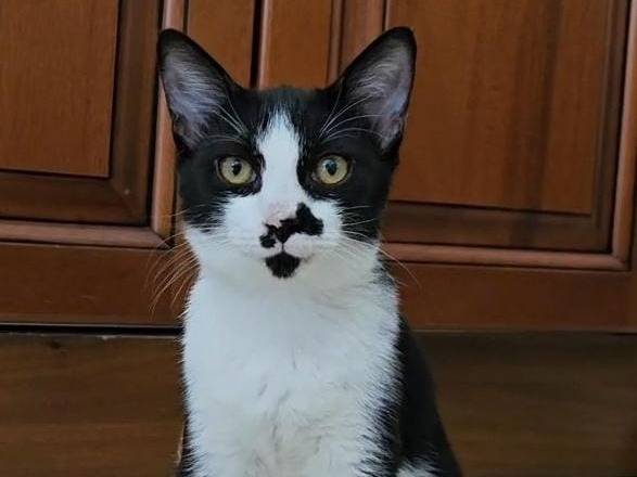 Adotta un gatto, femmina, 5 mesi, Caltanissetta