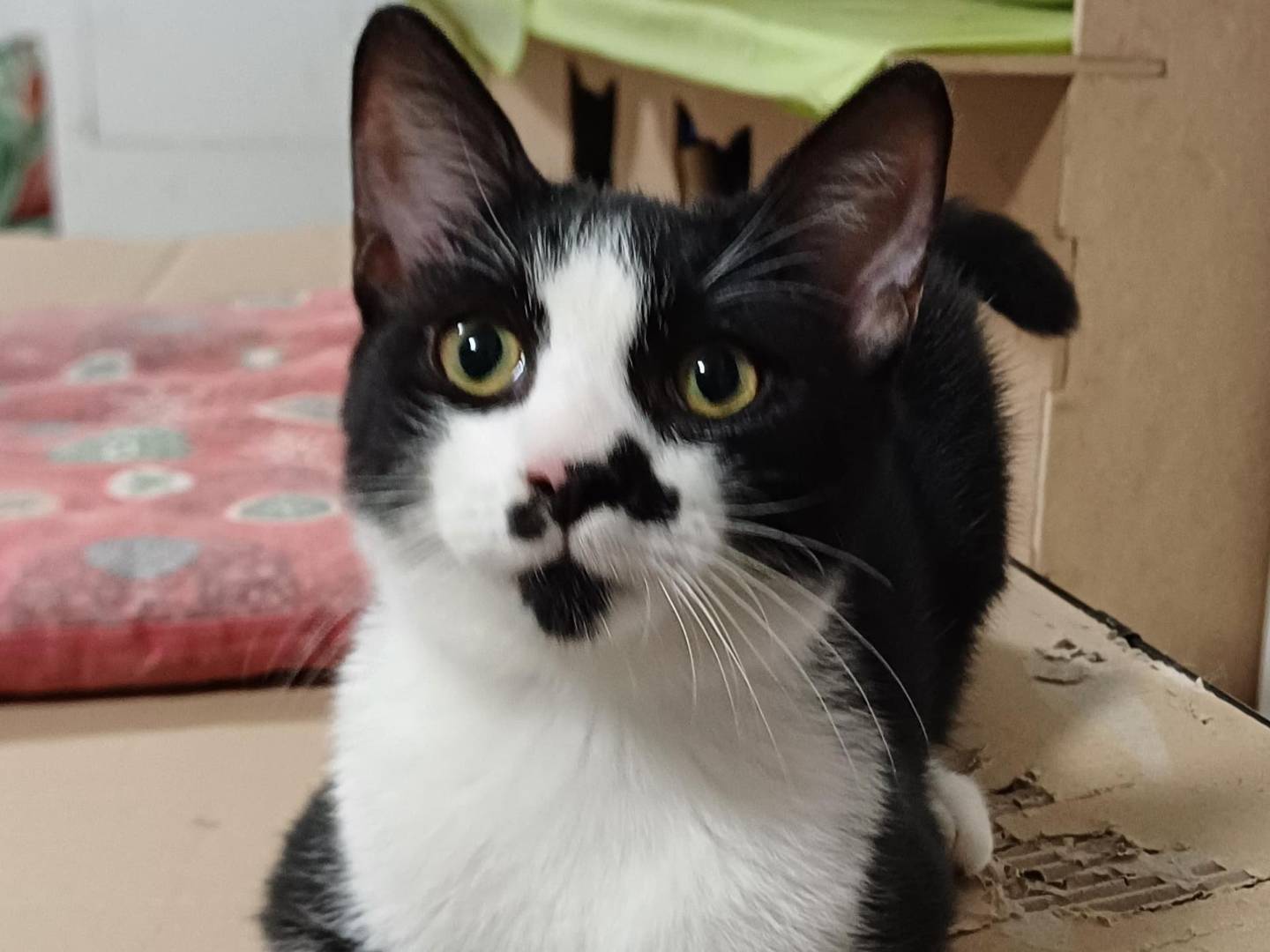 Adotta un gatto, taglia non valida, femmina, Caltanissetta