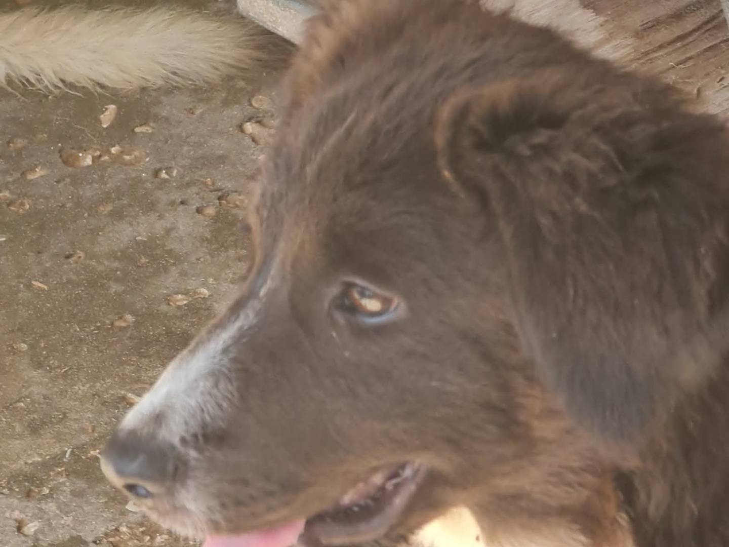 Adotta un cane, femmina, 4 mesi, Trapani