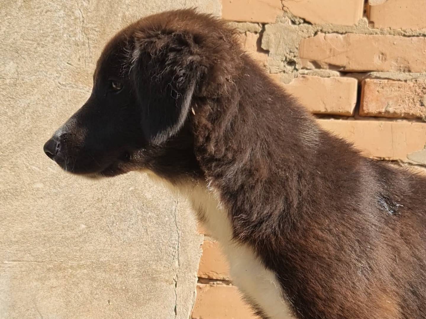 Adotta un cane, taglia media, femmina, Trapani