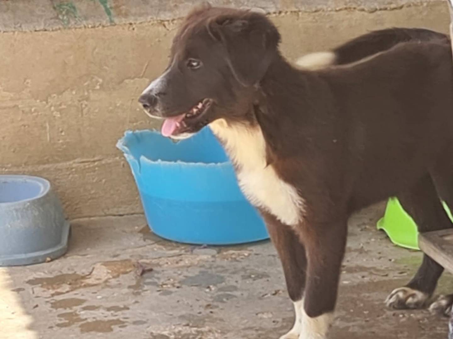 Vuoi adottare un cane a Trapani?