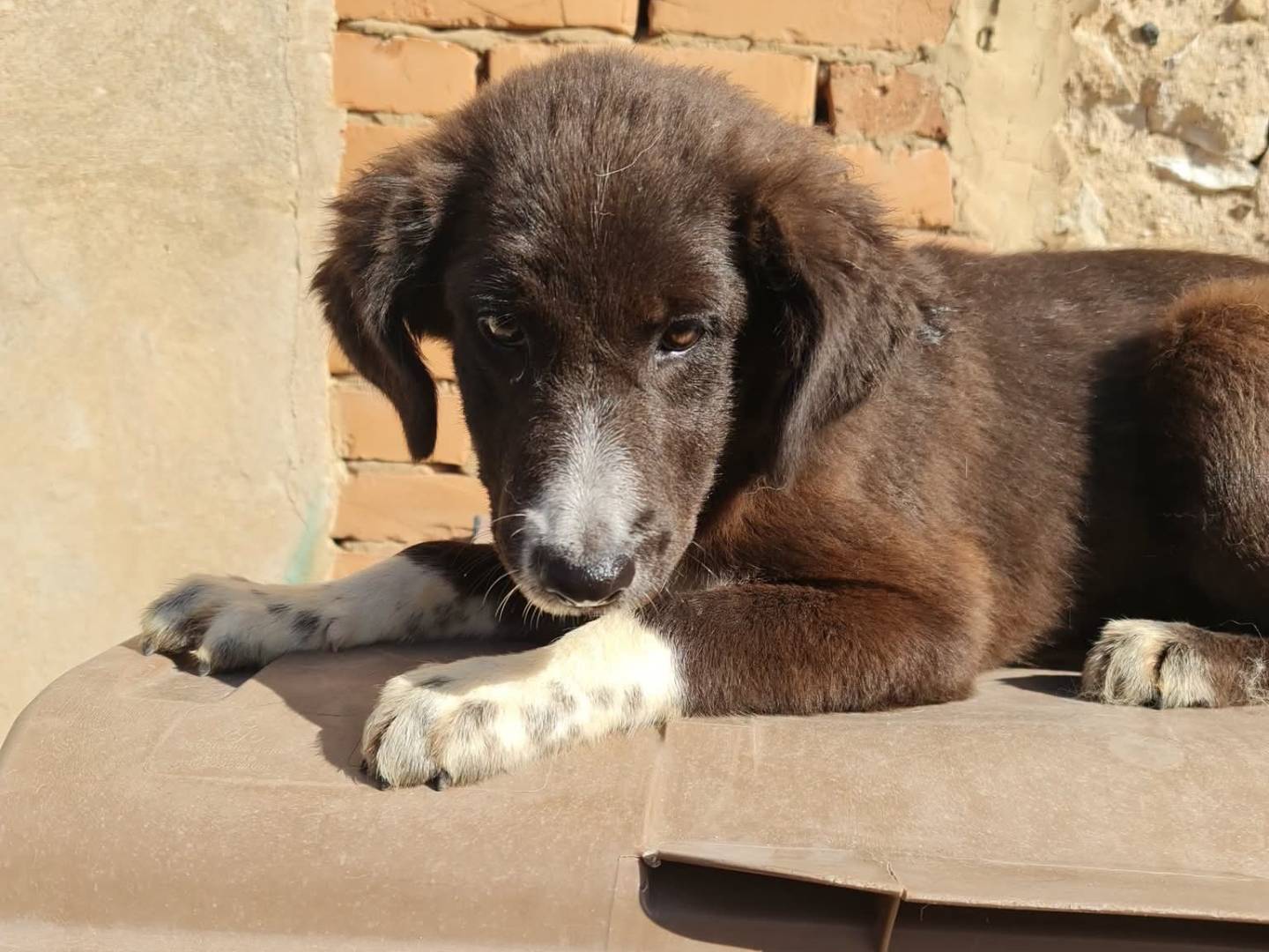 Adotta il cane Maya a Trapani