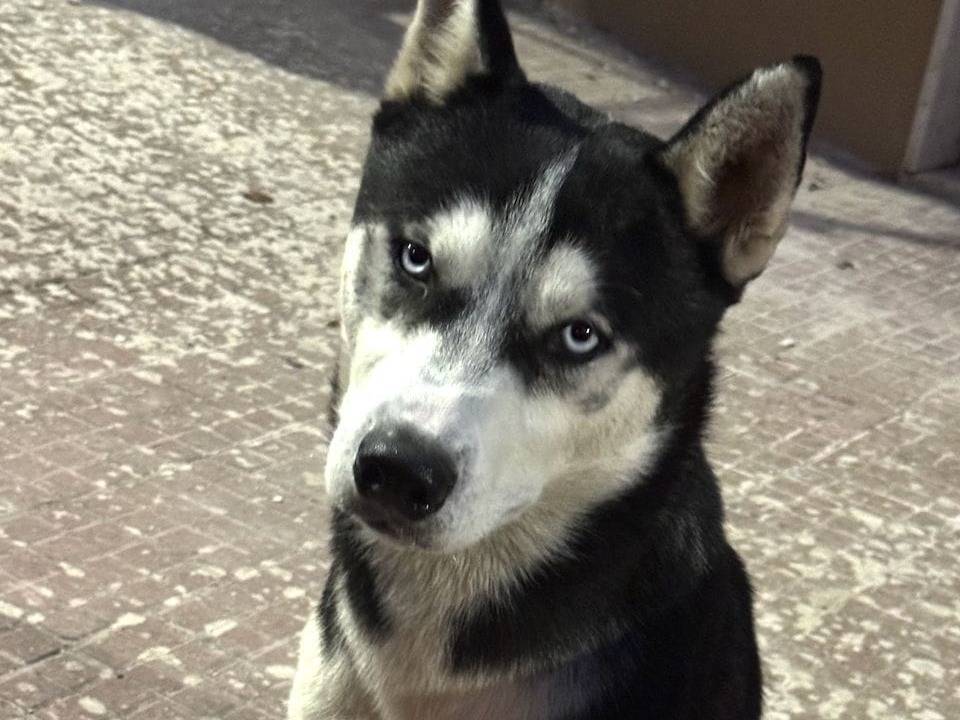 Adozione cane, maschio, Siberian Husky Razza sconosciuta, 2 anni, taglia media, Trapani