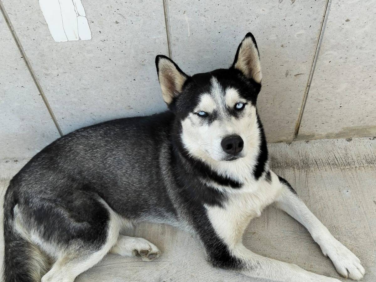 Adotta un cane, maschio, 2 anni, Trapani