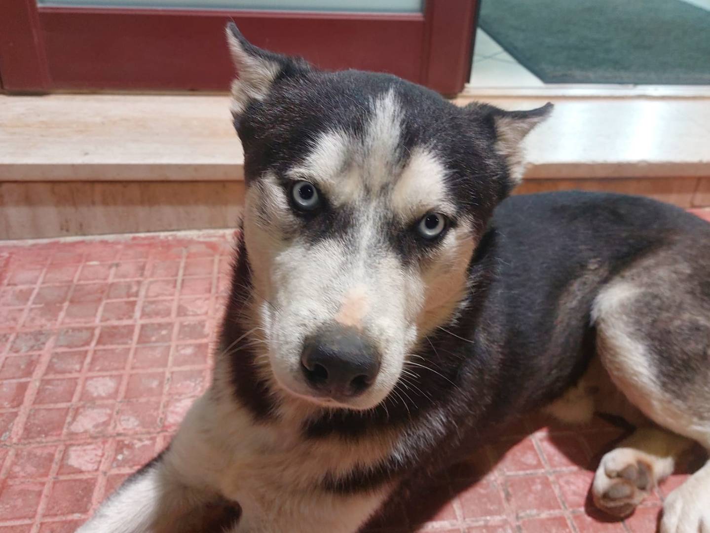 Adotta un cane, taglia media, maschio, Trapani