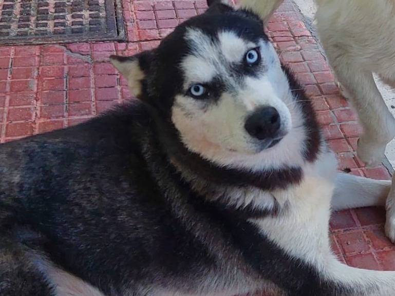 Vuoi adottare un cane a Trapani?