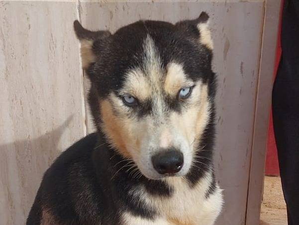 Adotta il cane Ceres a Trapani
