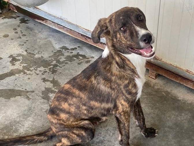 Adozione cane, maschio, Razza sconosciuta Razza sconosciuta, 7 mesi, taglia media, Alessandria
