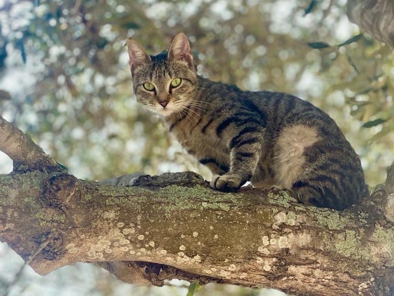 Adozione gatto, femmina, Razza sconosciuta Razza sconosciuta, 2 anni, taglia non valida, Siracusa