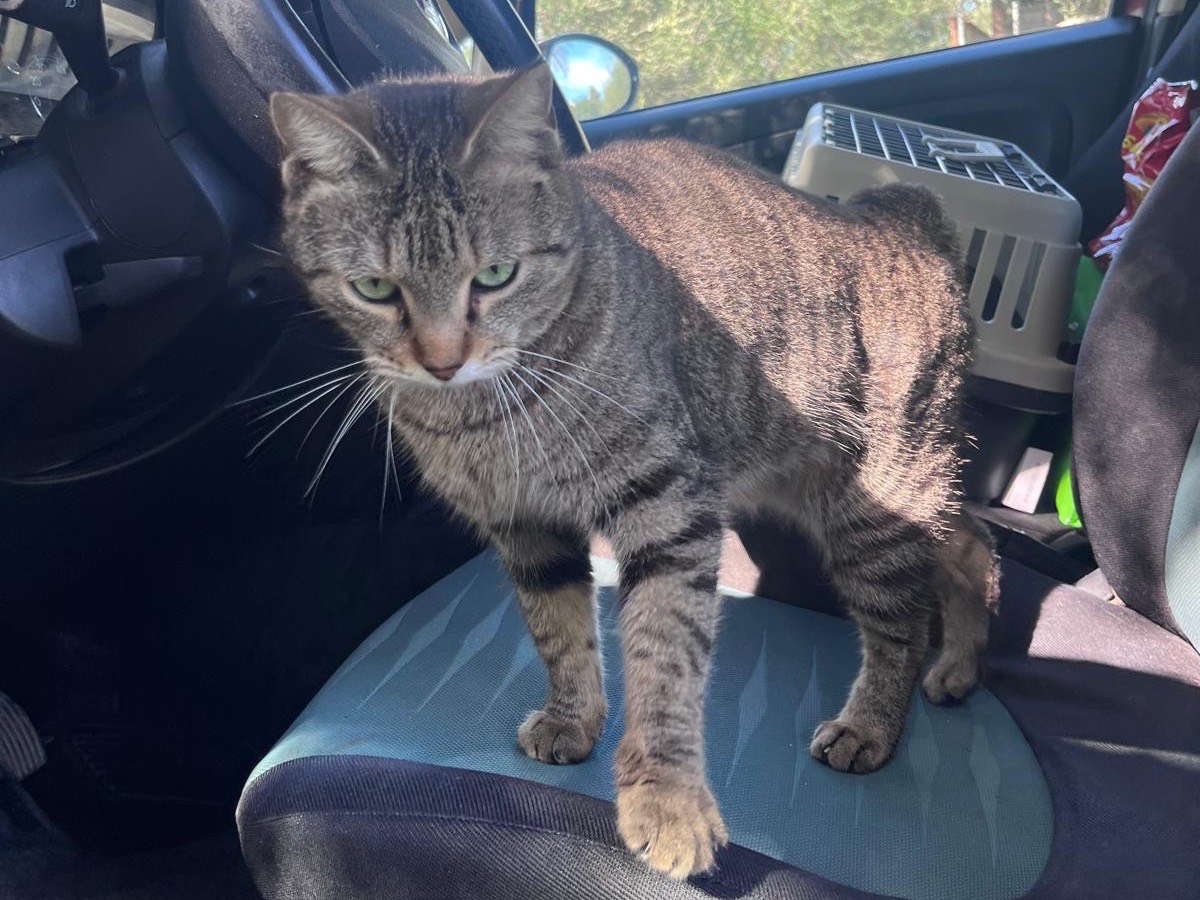 Adotta un gatto, femmina, 2 anni, Siracusa