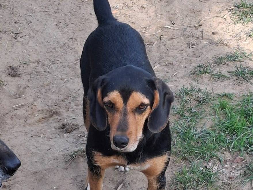 Adozione cane, maschio, Razza sconosciuta Razza sconosciuta, 3 anni e 8 mesi, taglia media, Pavia
