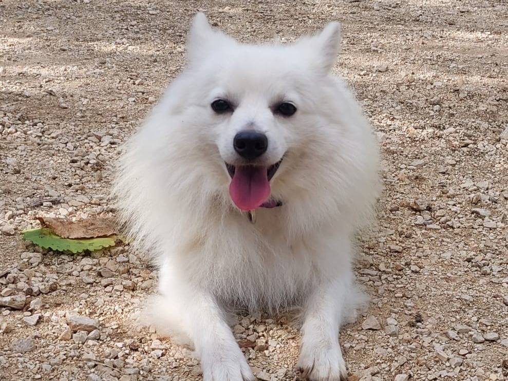 Adozione cane, maschio, Volpino di Pomerania Razza sconosciuta, 2 anni e 3 mesi, taglia piccola, Bologna