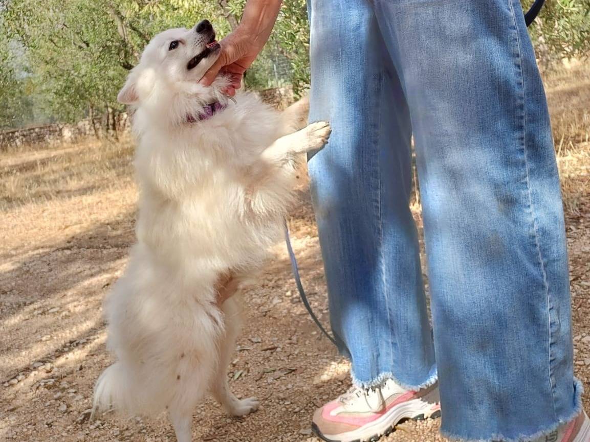 Adotta un cane, maschio, 2 anni e 3 mesi, Bologna