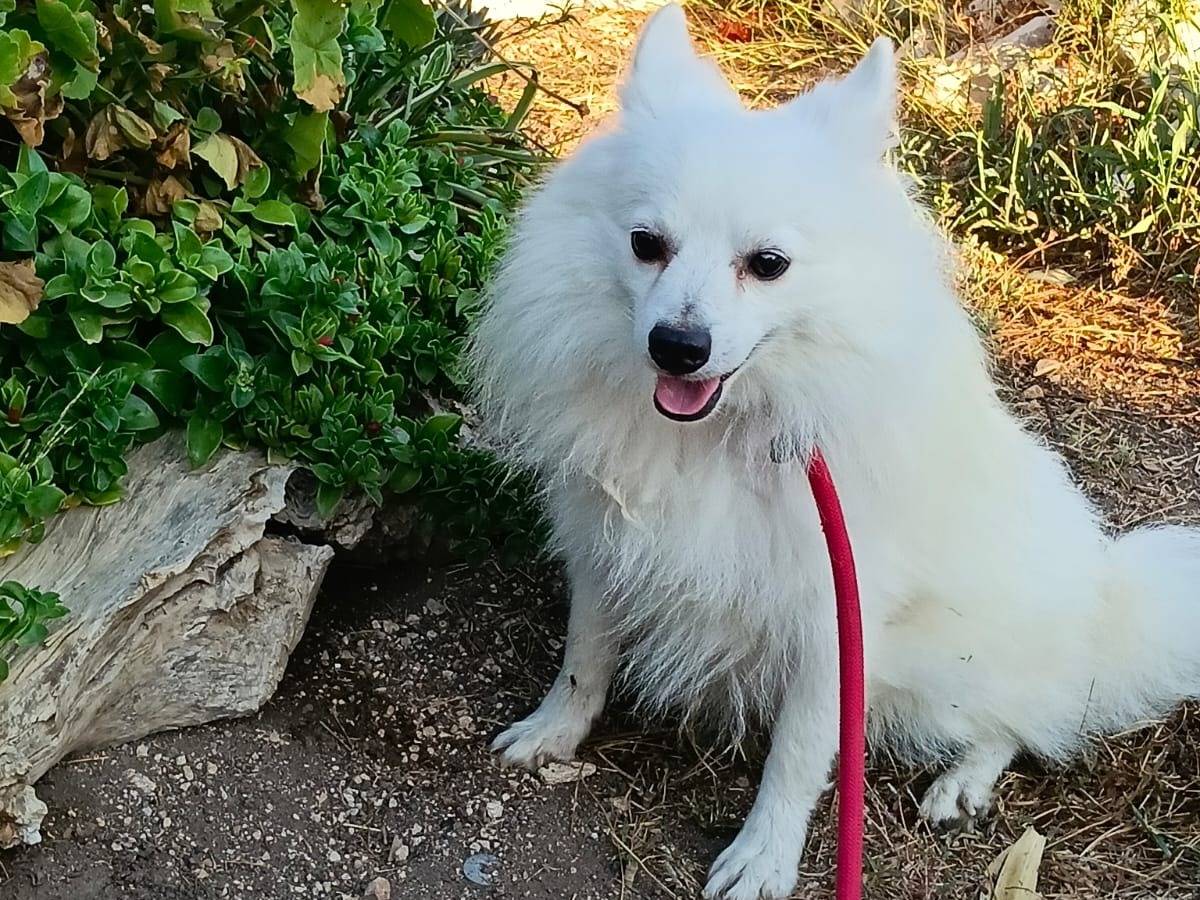 Adotta un cane, taglia piccola, maschio, Bologna