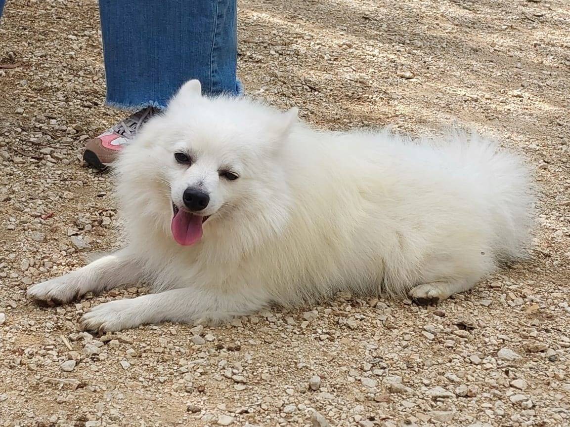 Vuoi adottare un cane a Bologna?