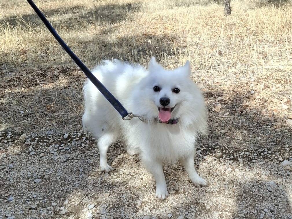 Adotta il cane FIOCCO a Bologna