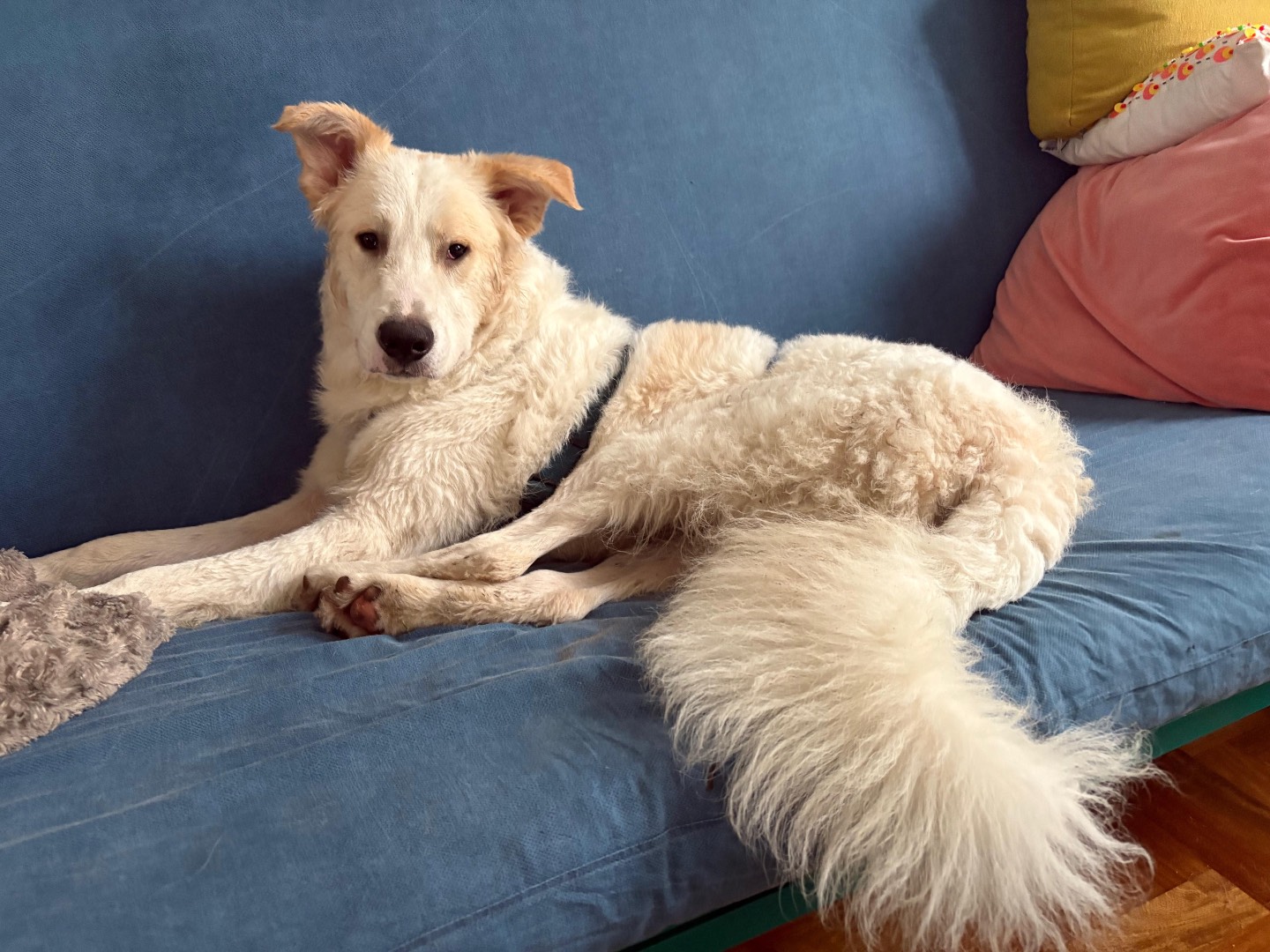 Adozione cane, maschio, Razza sconosciuta Razza sconosciuta, 9 mesi, taglia media, Roma
