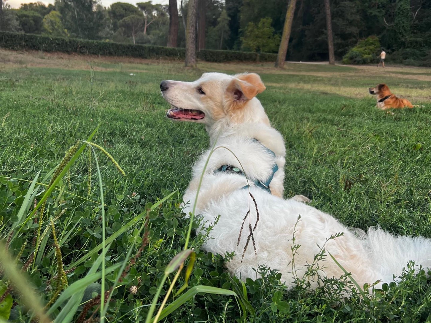 Adotta un cane, maschio, 9 mesi, Roma