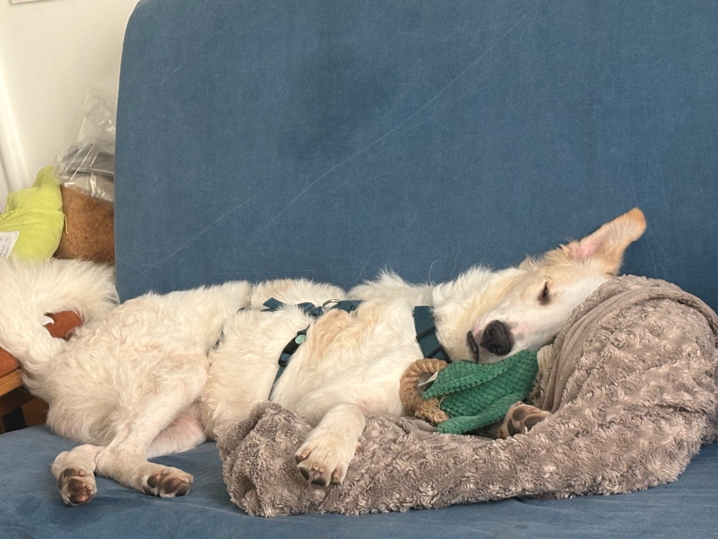 Adotta un cane, taglia media, maschio, Roma