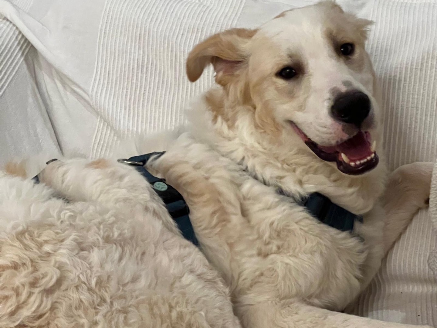 Vuoi adottare un cane a Roma?