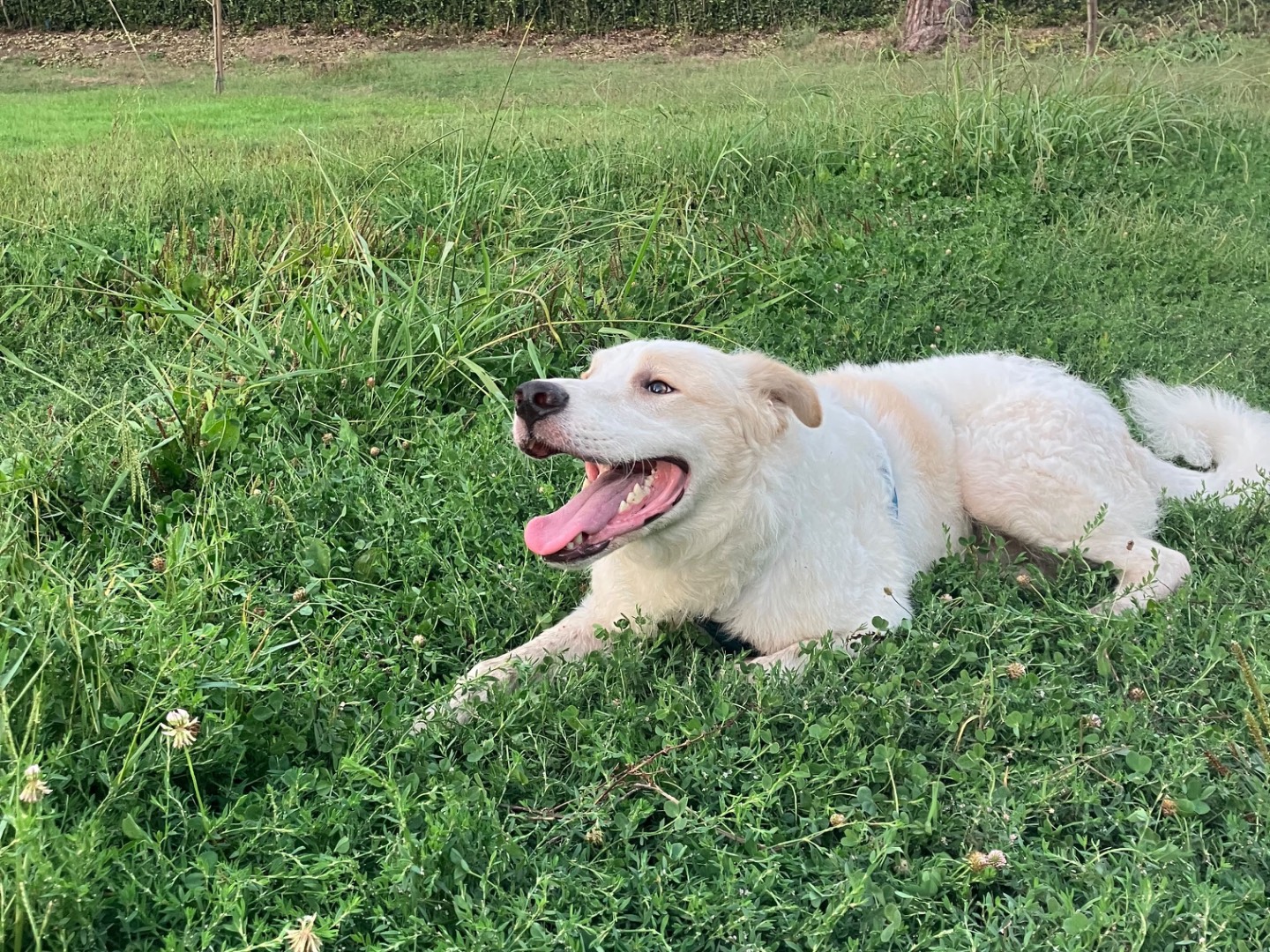 Adotta il cane Noah a Roma