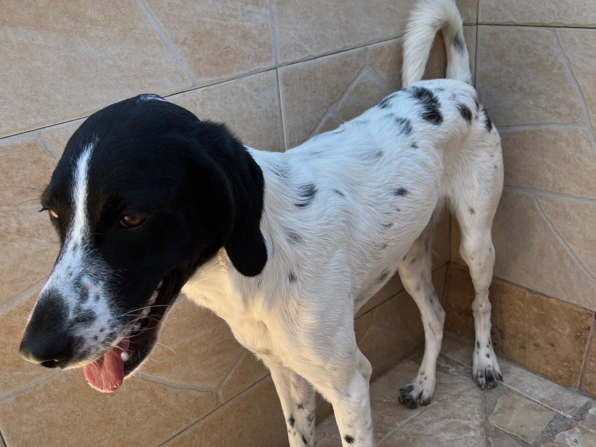 Adotta un cane, femmina, 9 mesi, Latina