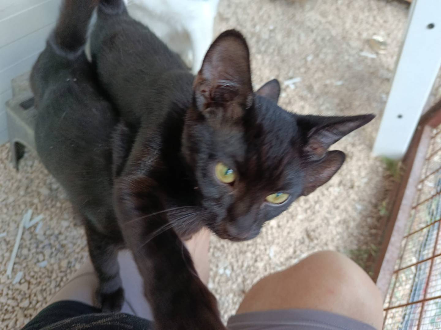 Adozione gatto, femmina, Razza sconosciuta Razza sconosciuta, 4 mesi, taglia non valida, Napoli