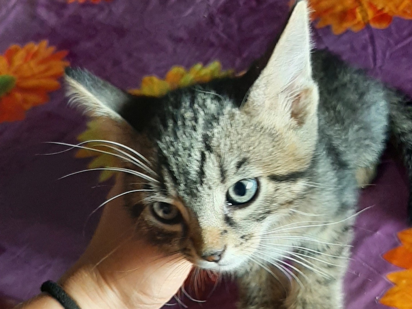 Adozione gatto, femmina, Razza sconosciuta Razza sconosciuta, 2 mesi, taglia non valida, Padova