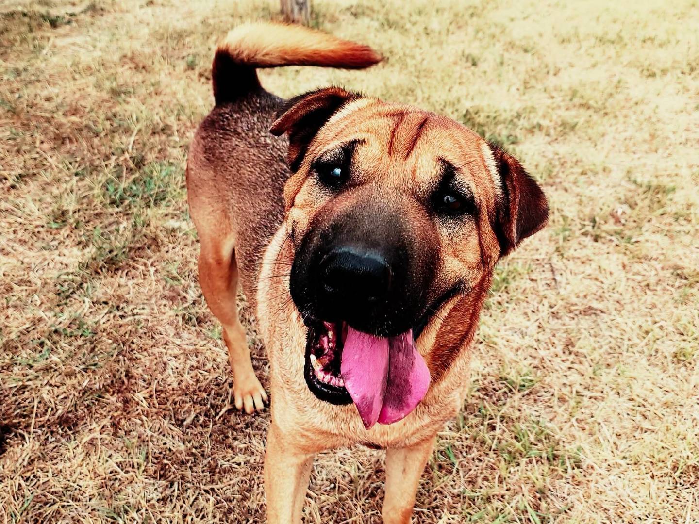 Adozione cane, maschio, Shar Pei Razza sconosciuta, 3 anni e 2 mesi, taglia media, Latina