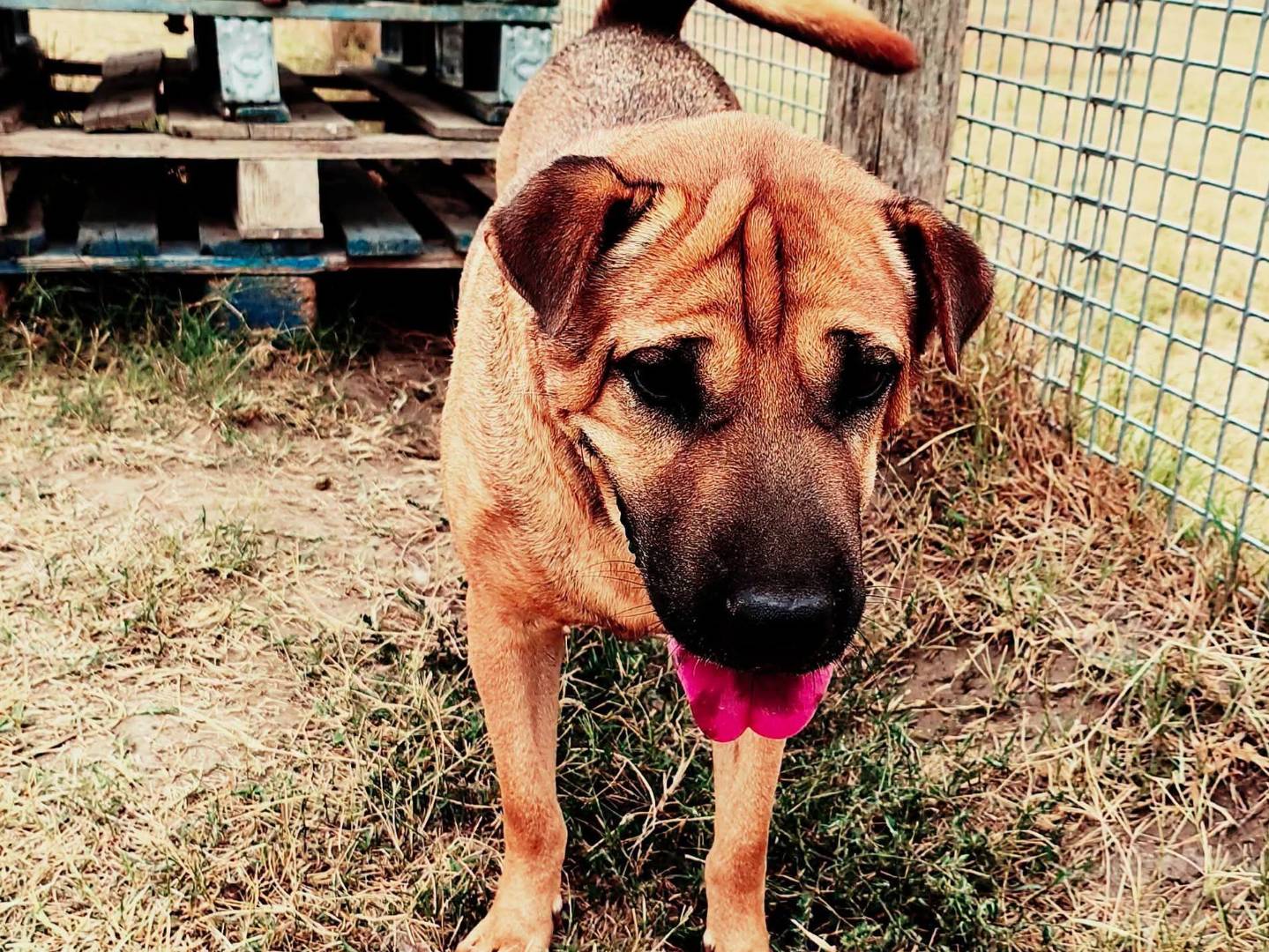 Adotta un cane, maschio, 3 anni e 2 mesi, Latina