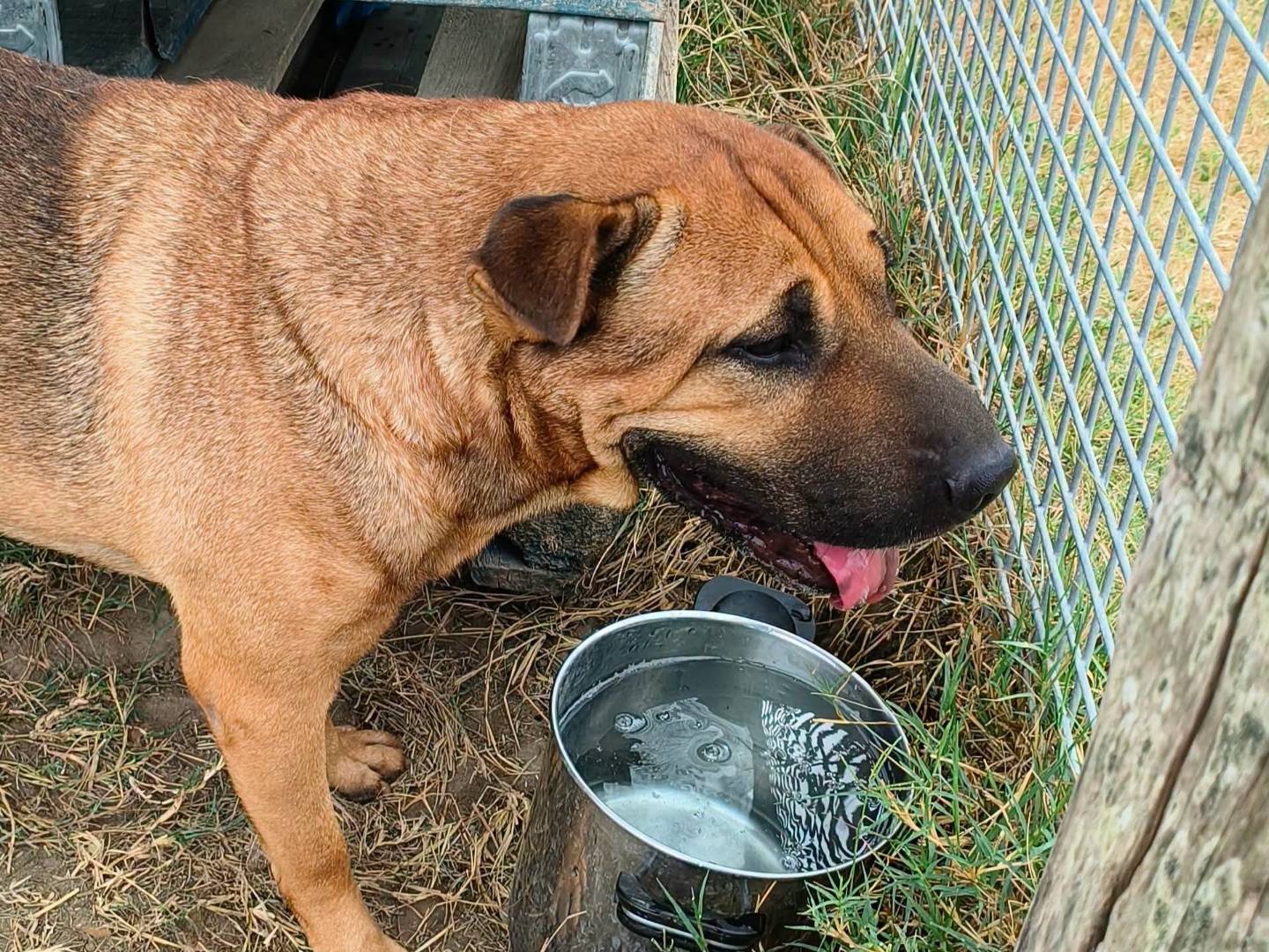 Adotta un cane, taglia media, maschio, Latina