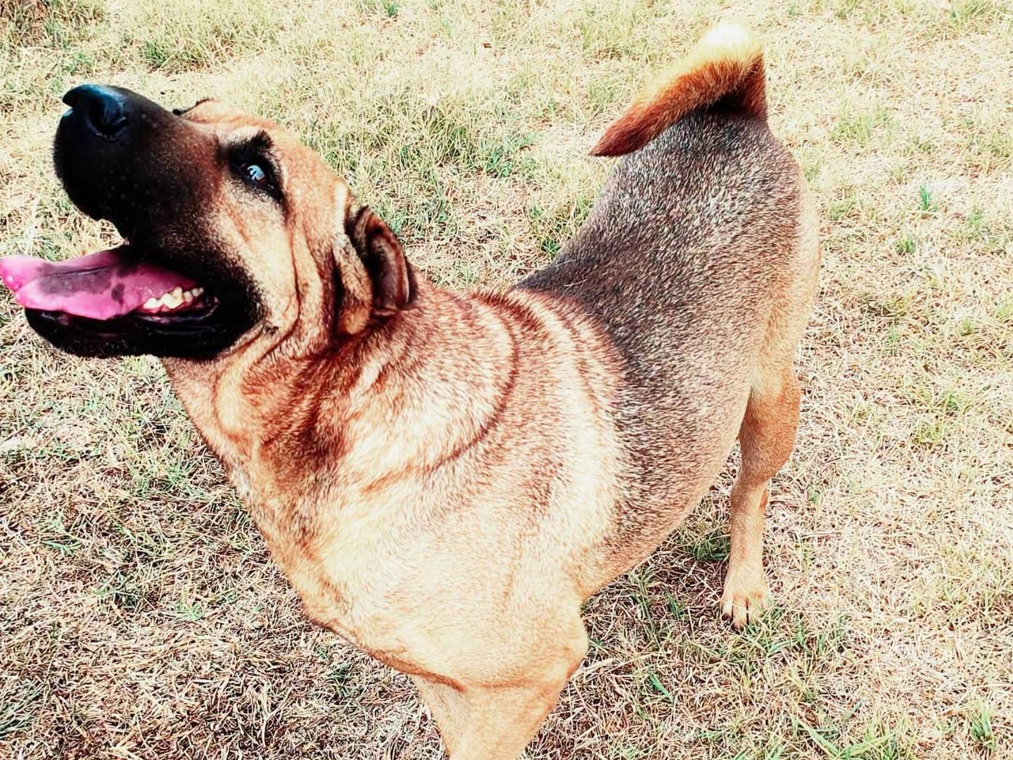 Vuoi adottare un cane a Latina?