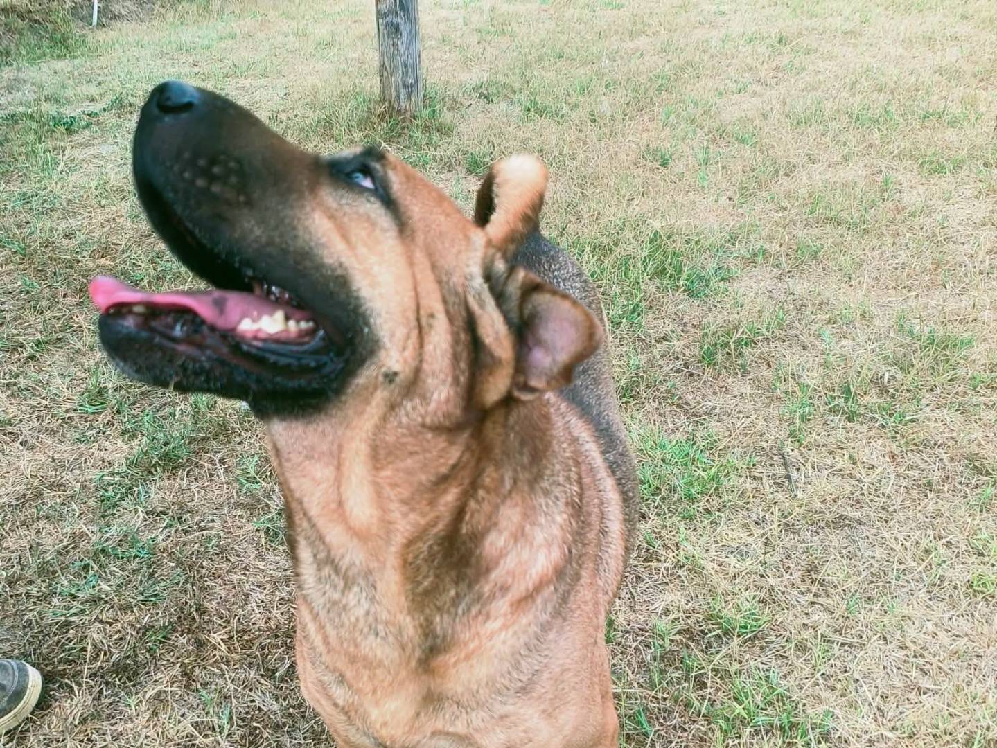 Adotta il cane Sciarpone  a Latina
