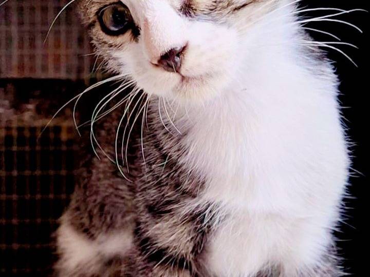 Adozione gatto, maschio, Razza sconosciuta Razza sconosciuta, 2 mesi, taglia non valida, Pisa