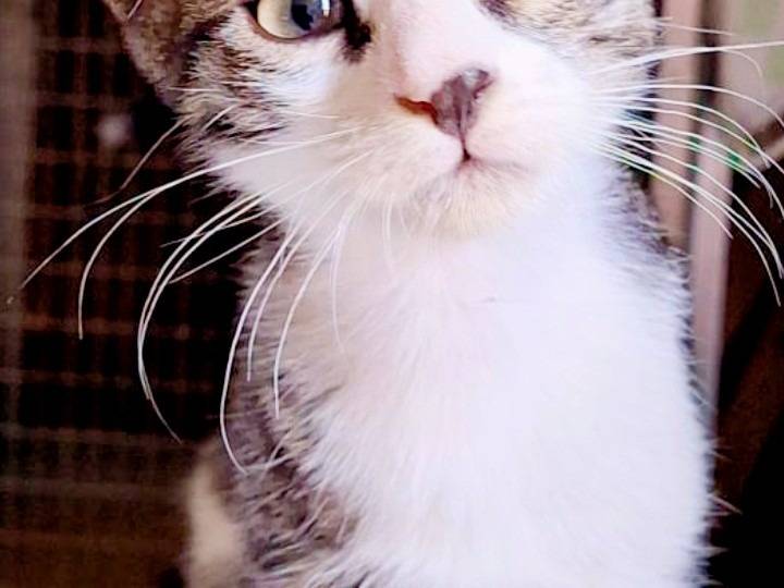Adotta un gatto, maschio, 2 mesi, Pisa