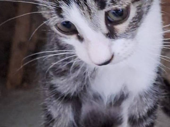 Adotta un gatto, taglia non valida, maschio, Pisa