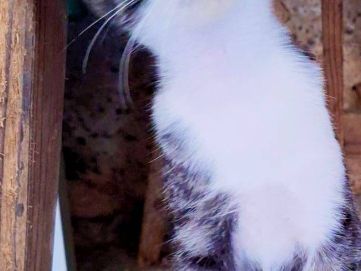 Vuoi adottare un gatto a Pisa?
