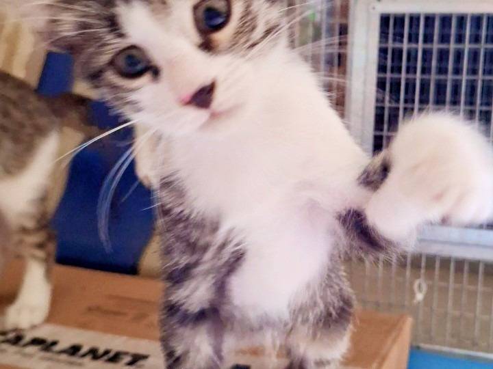 Adotta il gatto ROMEO a Pisa