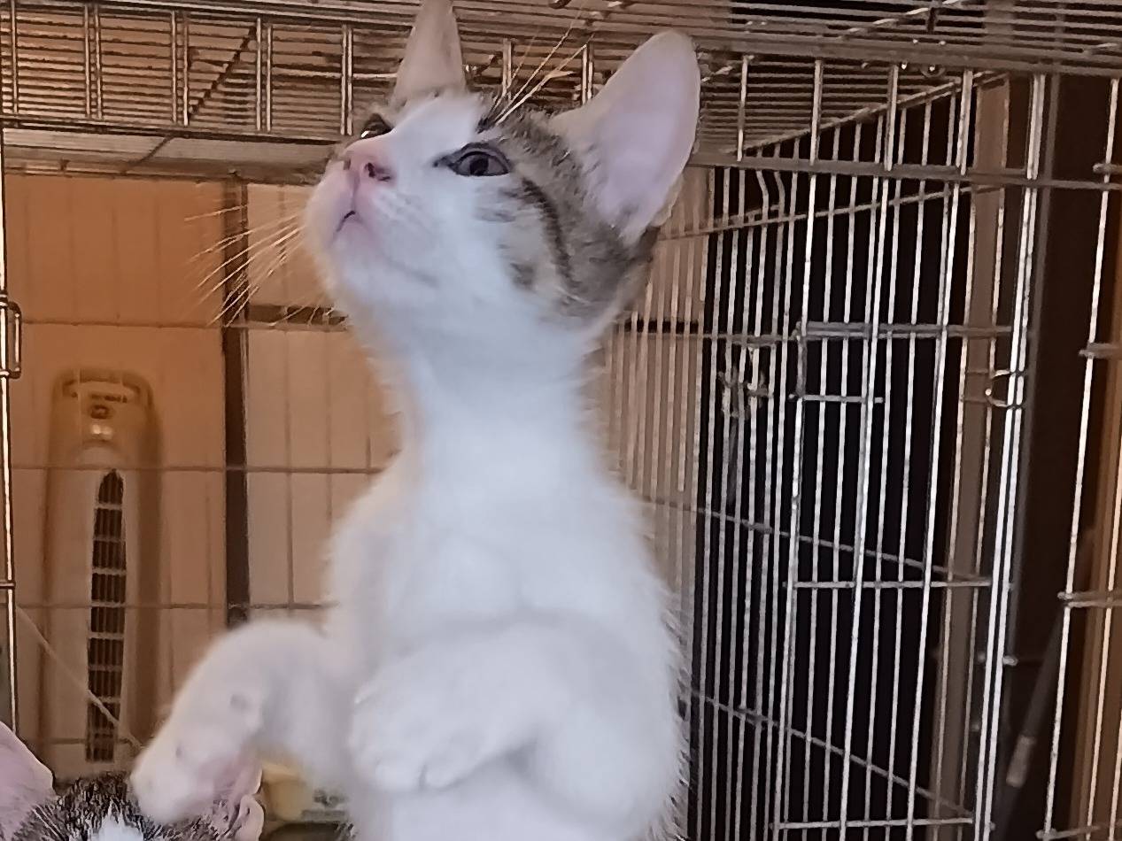 Adotta un gatto, taglia non valida, maschio, Milano