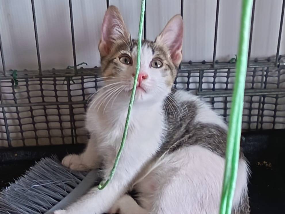 Vuoi adottare un gatto a Milano?