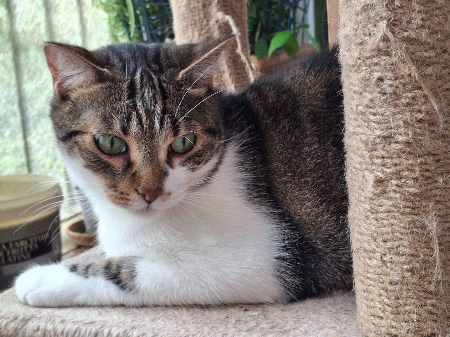 Adozione gatto, maschio, Razza sconosciuta Razza sconosciuta, 3 anni e 8 mesi, taglia non valida, Milano
