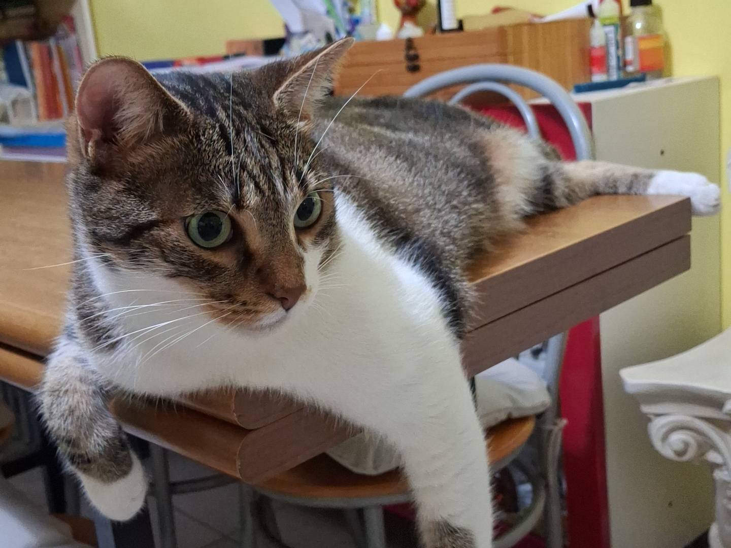 Adotta un gatto, maschio, 3 anni e 8 mesi, Milano
