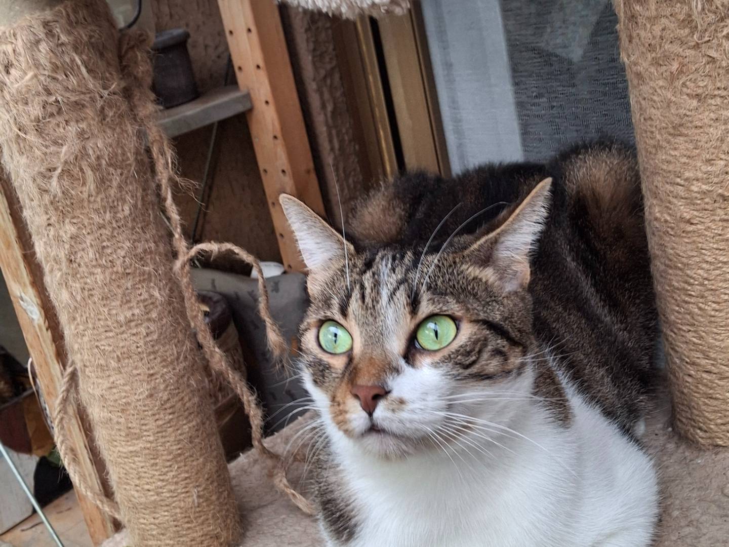 Adotta un gatto, taglia non valida, maschio, Milano