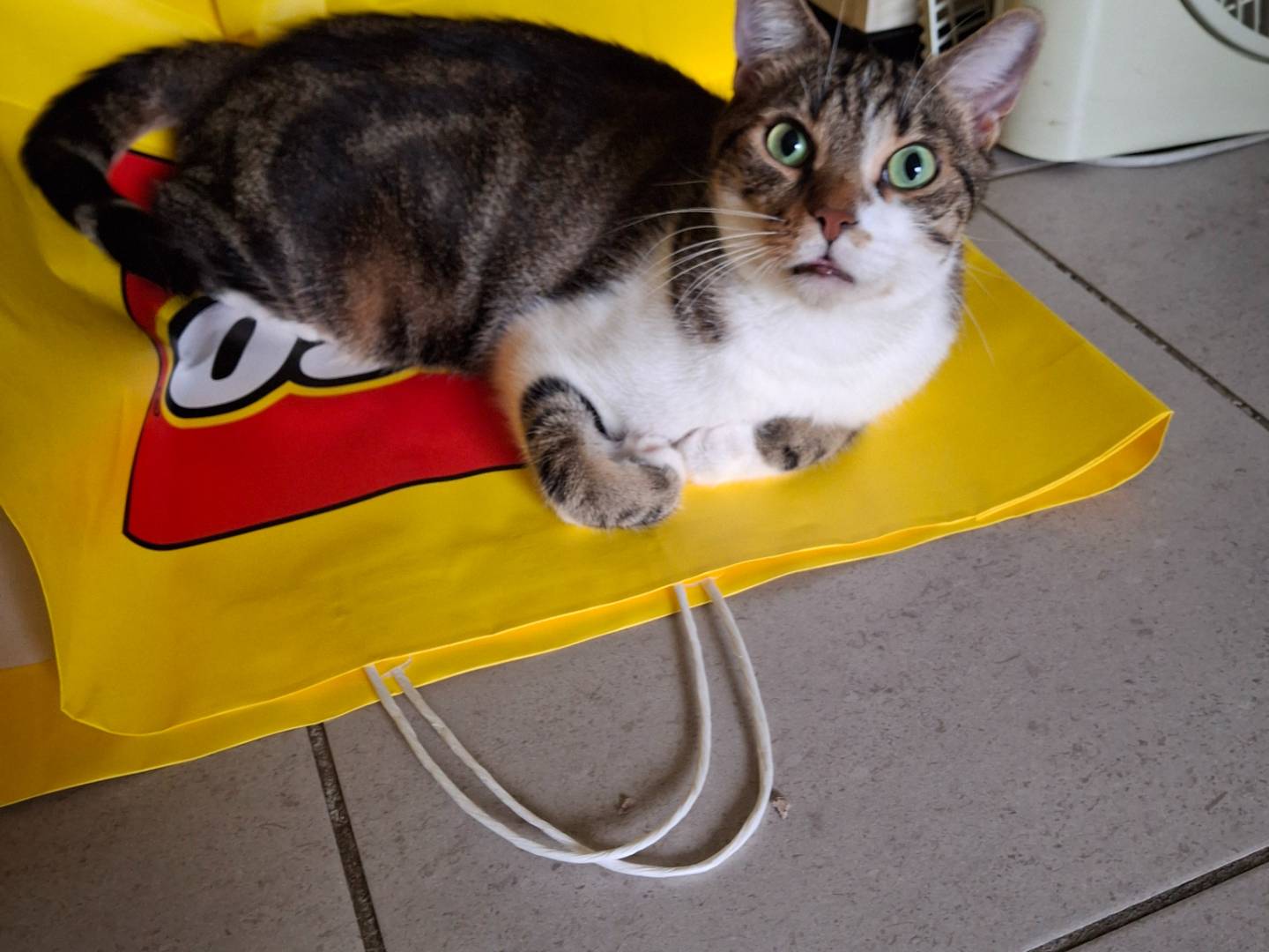 Vuoi adottare un gatto a Milano?