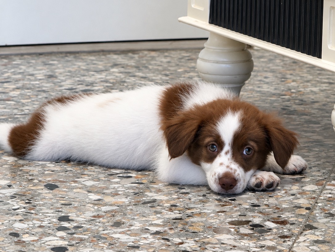Adozione cane, maschio, Razza sconosciuta Razza sconosciuta, 2 mesi, taglia media contenuta, Roma