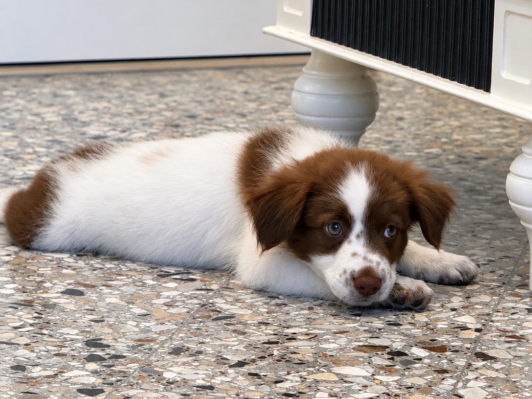 Adotta un cane, maschio, 2 mesi, Roma
