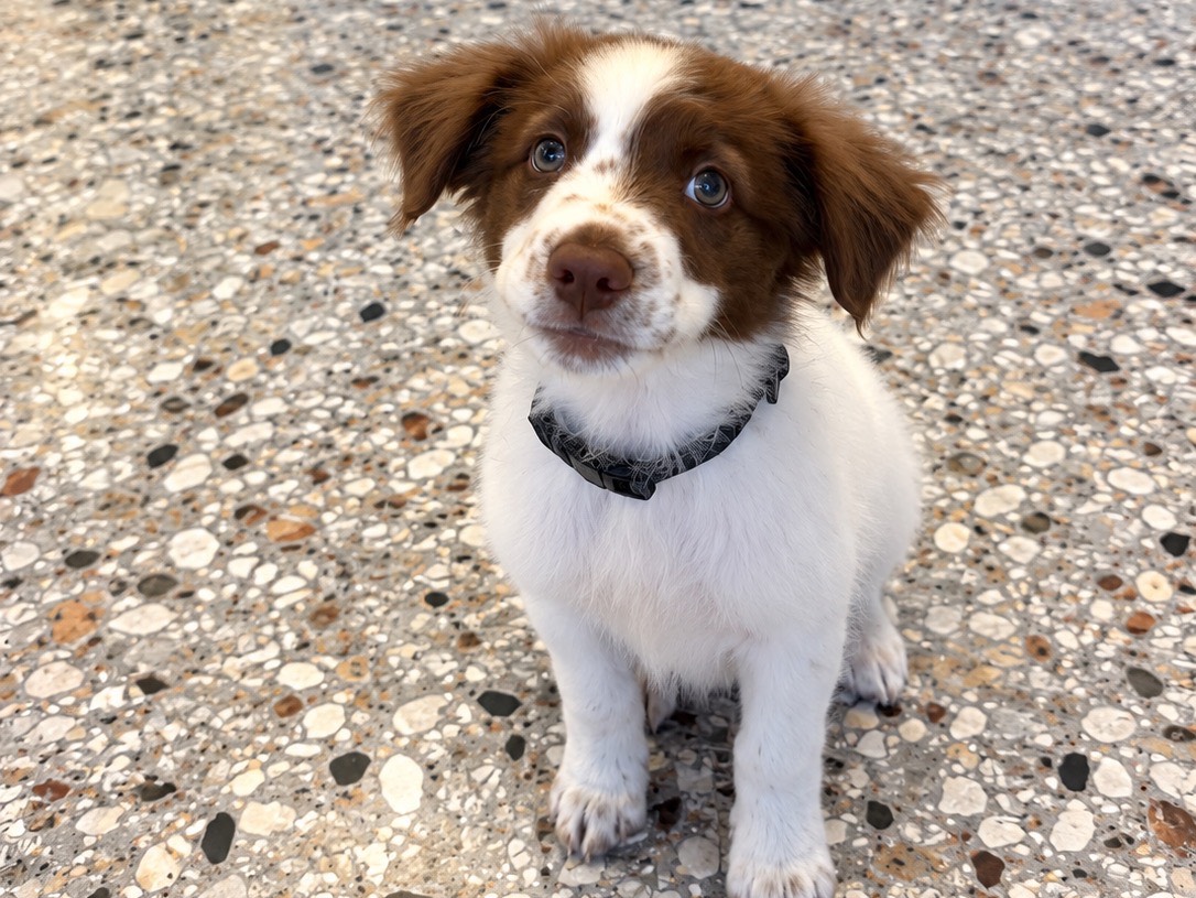 Vuoi adottare un cane a Roma?